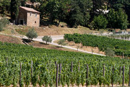 The Kozlovic vineyards near Buje - Filip Horvat for The New York Times