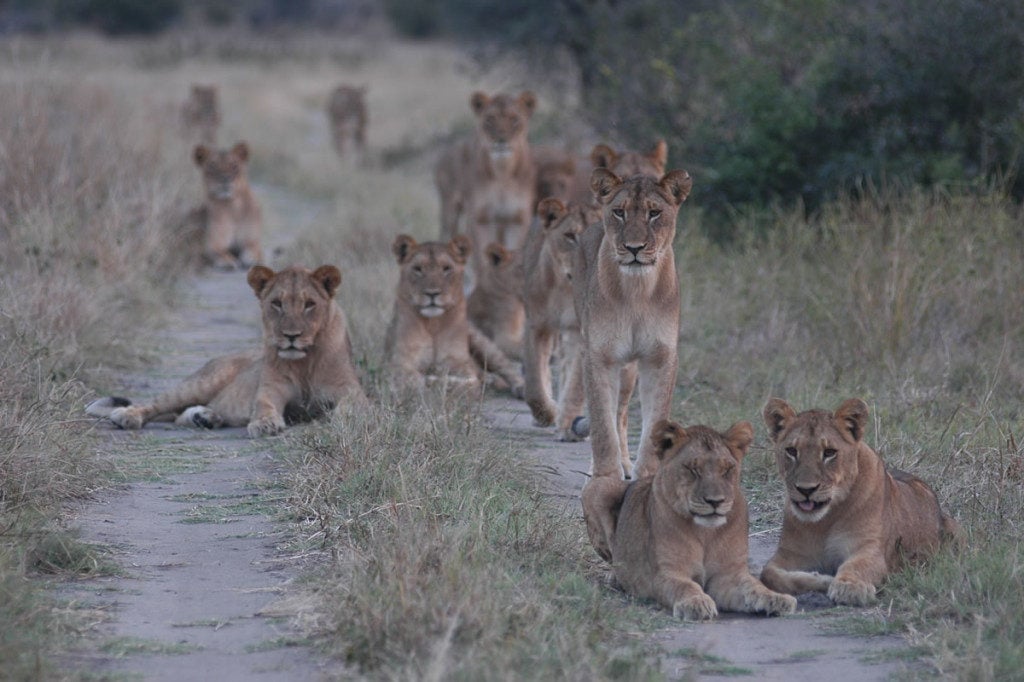 unforgettable-zimbabwe-safari-exclusive-adventures-hwange-park-cecil-pride